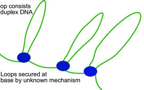 4 Bacterial Genome Structure Download Scientific Diagram