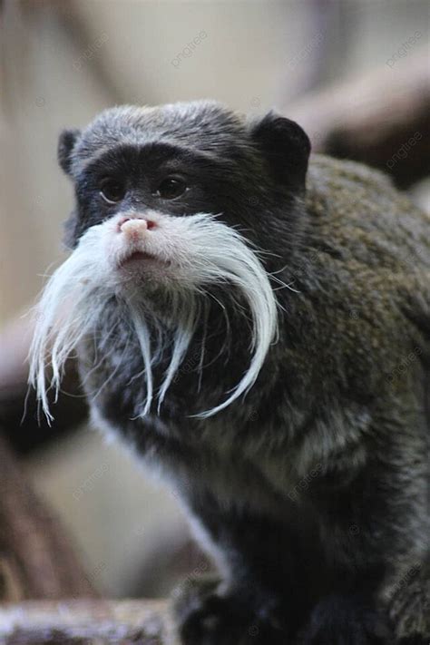 monkey monkey kristiansand tamarin photo background  picture