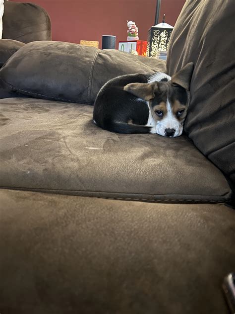 New Beagle Owner..meet Oliver!! : r/beagles