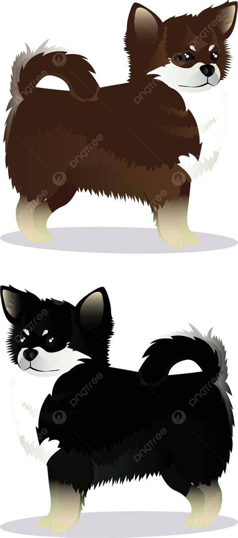 Black And White Brown And White Chihuahua Dogs Vector, Pet, Animal