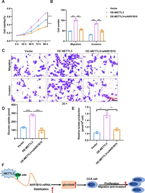 Mettl3 Exerts An Oncogenic Role In Cca Through Akr1b10 A The