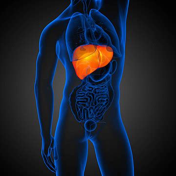 3d Render Medical Illustration Of The Liver Liver Abdomen Gallbladder