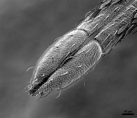 Tip of Mosquito Proboscis | Bioscience Electron Microscopy Laboratory