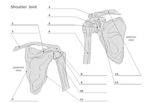 Shoulder Joint Posterior And Anterior View Diagram Quizlet The Best