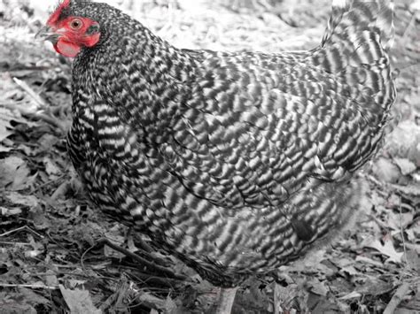 Dominique hen Dominiques are considered a "heritage" breed of chicken ...