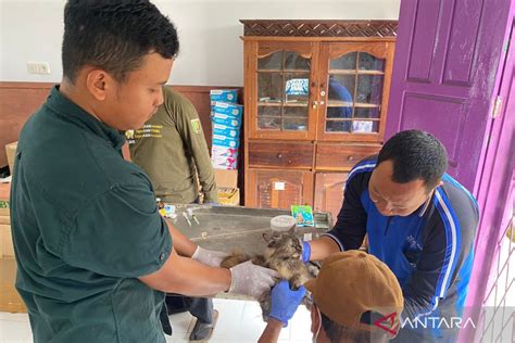 Mukomuko Tangani Kasus Gigitan Hewan Penular Rabies Antara News