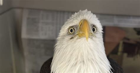 Bald Eagles Are Still Dying From Lead Poisoning Wildlife Officials