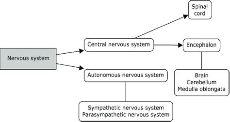 Schematic View Of The Nervous System It Is Divided Into The Central