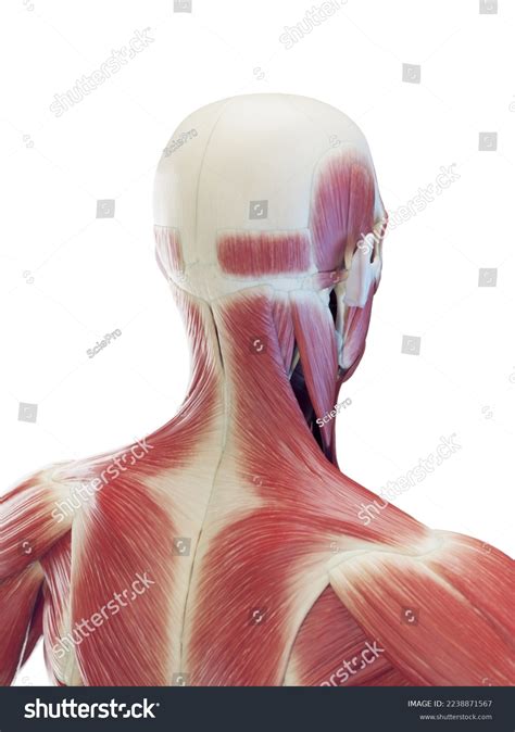 D Rendered Medical Illustration Male Anatomy Stock Illustration