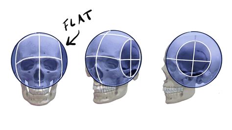 The Ultimate Guide To Drawing The Turned Head Loomis Method Step By