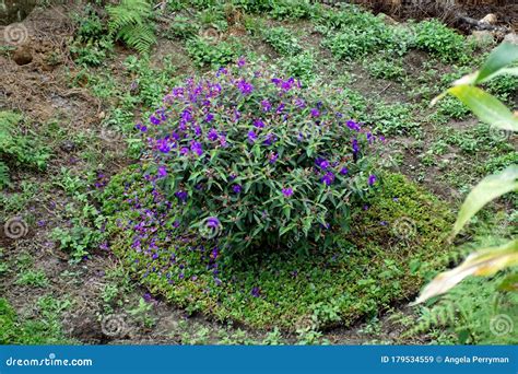 Clump Of Purple Flowers Stock Image Image Of Jungle 179534559