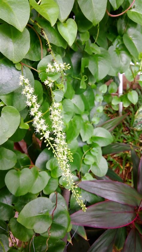 Binahong Tree Anredera Cordifolia