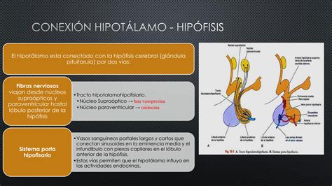 SOLUTION Eje Hipotalamo Hipofisis Fisiologia 1 1 Studypool