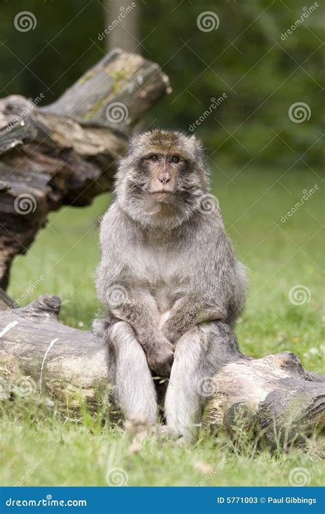 Monkey Thinking Stock Image Image Of Monkey Think Cute 5771003