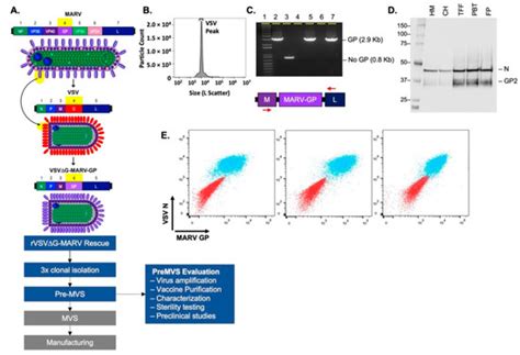 Vaccines Special Issue Vaccine Development Needs For Marburg Virus