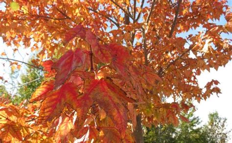 Red Maple Tree Leaves – Tree Pictures BLog