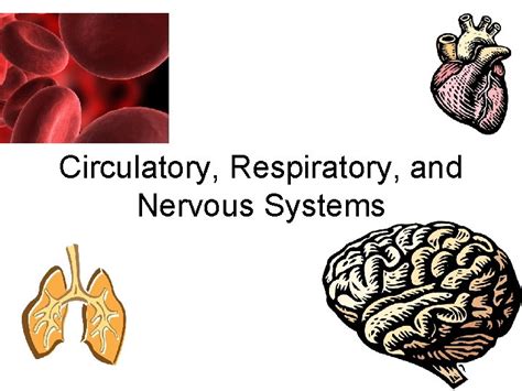 Circulatory Respiratory And Nervous Systems Structures And Functions