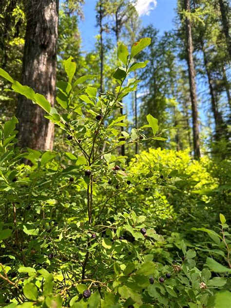 Discover Huckleberries | Montana Homemade Preserves