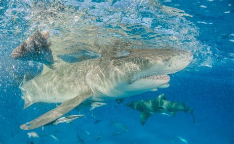 Lemon shark at the Bahamas stock image. Image of sport - 123336175