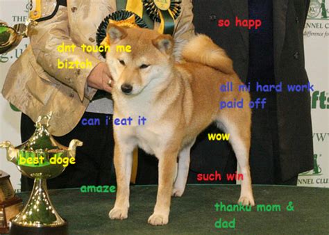 best doge | Doge | Know Your Meme