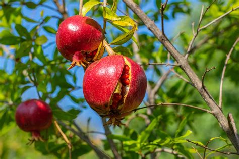 Guía completa para sembrar granada y disfrutar de sus deliciosos frutos