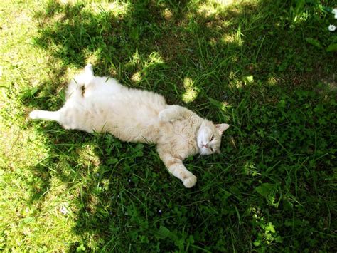 A Ginger Cat Lies On Green Grass In The Shade Of A Tree Stock Image