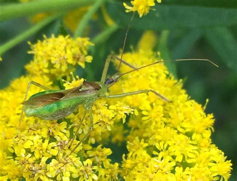 Pale Green Assassin Bug Ewa Guide To The Insects And Spiders Of The