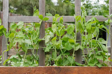 How To Grow And Care For Snap Peas