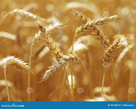 Close Up Of Wheatfield Brigtly Sun Light Stock Photo Image Of Farm