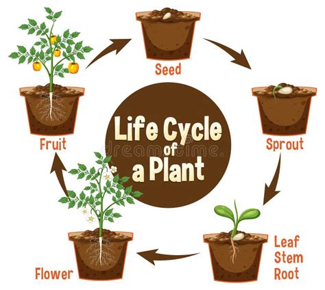 Life Cycle of a Plant Diagram Stock Vector - Illustration of nature ...