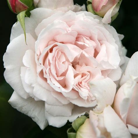 First Crush - Shop Treloar Roses - Premium Roses For Australian Gardens ...