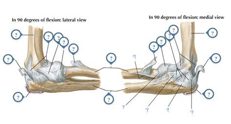 Ligaments Of Elbow Diagram Quizlet