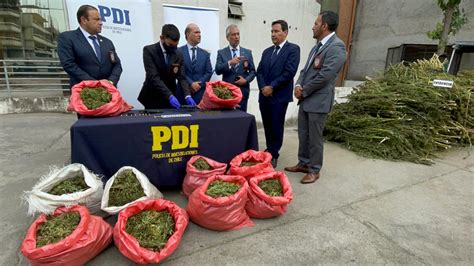 Incautan Mil Plantas Y Kilos De Cannabis En Operativo De La Pdi