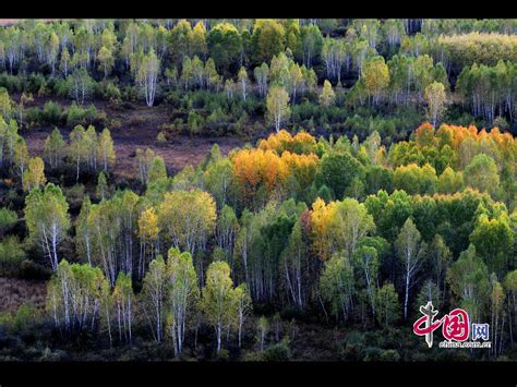 Greater Khingan Range Autumn Beauty At Its Best China Org Cn