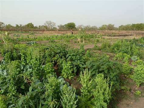 Gran Cosecha De Coles En El Huerto De Kanso