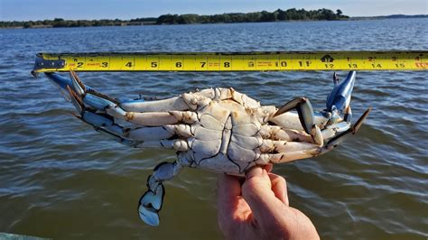 How To Catch Stone Hard Black Crabs The Crab Show Youtube