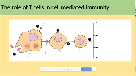 T Cells And Cell Mediated Immunity Aqa A Level Biology Youtube