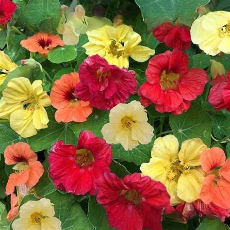 Buy Nasturtium Gleam Double Hybrid Mix Seeds Online Australian Seed