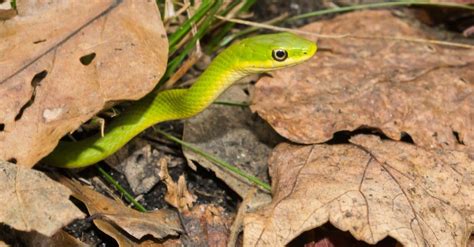 Rough Green Snake