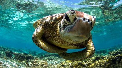 It’s World Turtle Day Celebrate With These 12 Turtle Y Cool Facts Sheknows