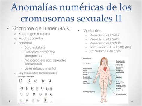 Anomal As En Los Cromosomas Sexuales Y En El Desarrollo Sexual Ppt