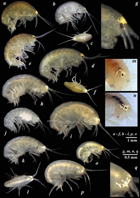 Live Coloration Of Synurella Ambulans F Müller 1846 A C S Download Scientific Diagram