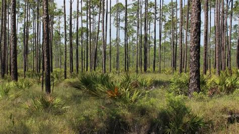 Apalachicola National Forest - Forestry.com