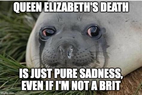 Crying Seal Imgflip