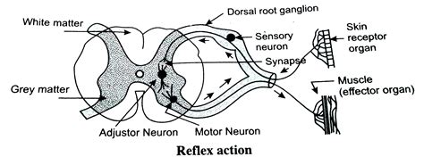 Draw A Simple Reflex Arc The Diagram Below Represents A Simple Reflex