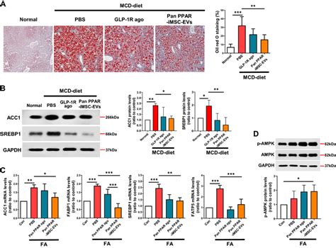 Attenuation Of Hepatic Steatosis In Mice With Mcd Diet Induced Nash By