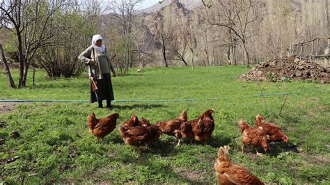 SurAjans on Twitter Erzurumlu 68 yaşındaki Gülistan teyze