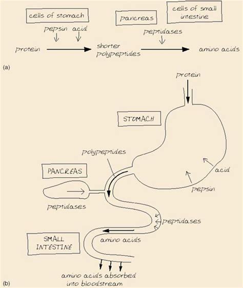 Protein Digestion Flow Chart