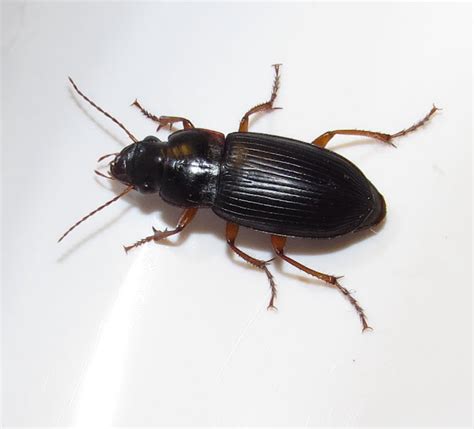 Pennsylvania Dingy Ground Beetle Project Noah