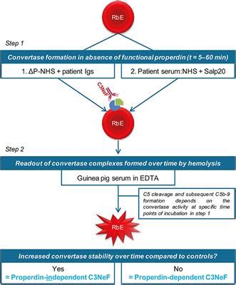 Frontiers Novel Assays To Distinguish Between Properdin Dependent And